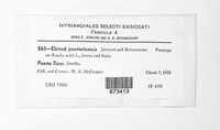 Elsinoe puertoricensis image